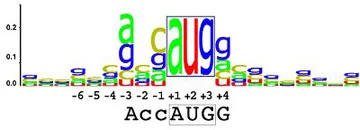 As (con)sequências de Kozak