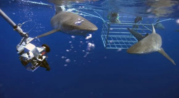 Sexta Sub: tubarões em ação