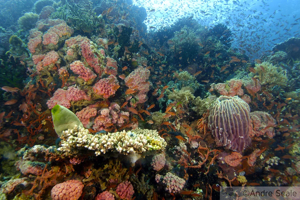 Recife de coral