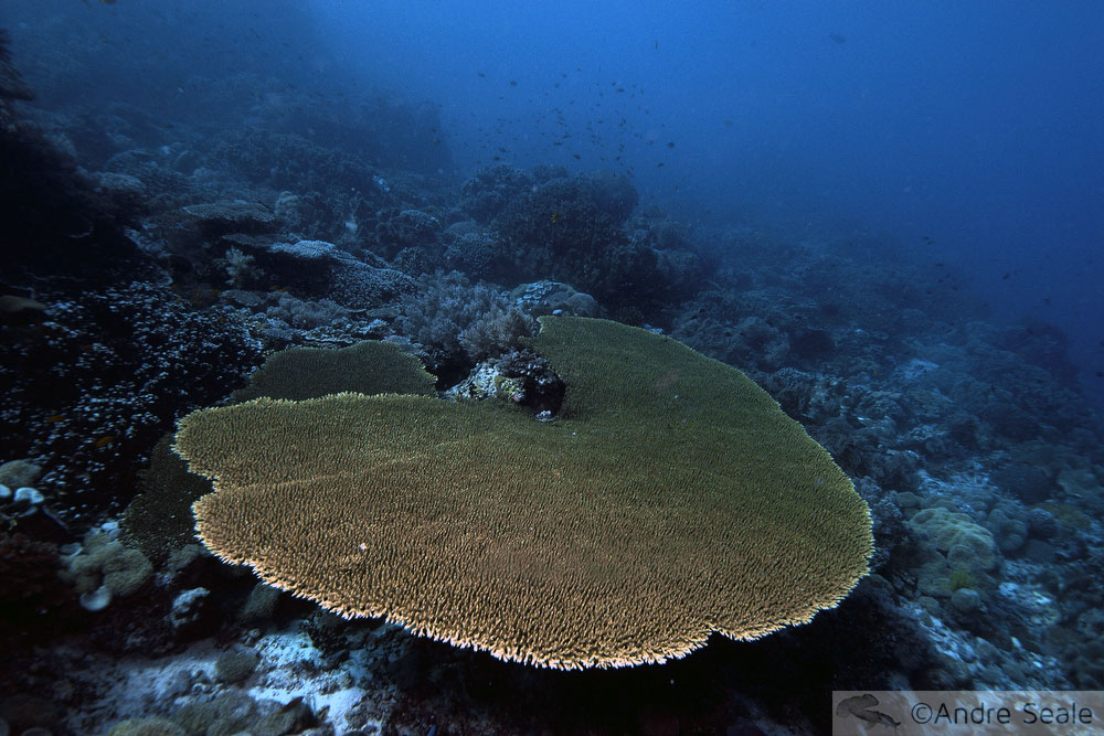 Semana dos Recifes de corais - coral duro