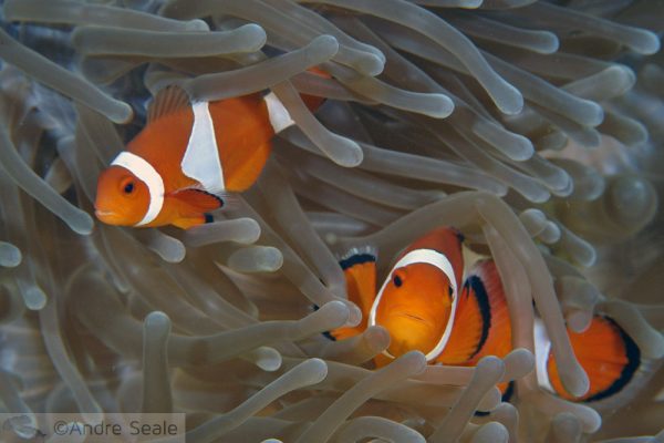 Procurando Nemo e encontrando
