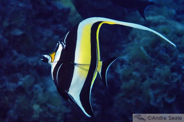 Procurando Nemo - peixe Gill