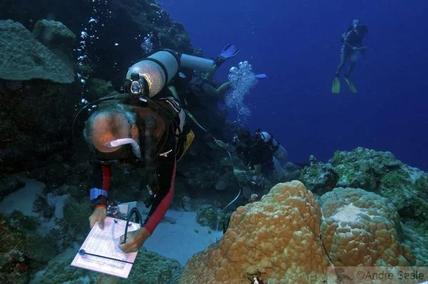 Semana do Coral - tabulação durante trabalho no recife