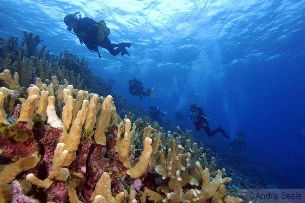Semana do Coral - trabalho no recife