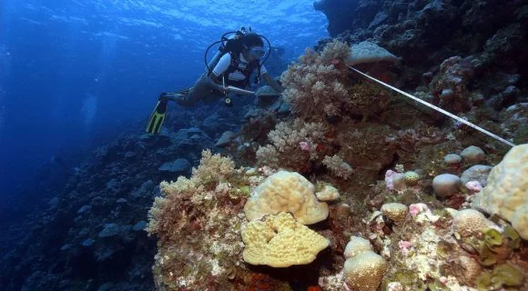 Semana do Coral: o trabalho no recife
