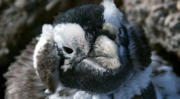 Entre os pingüins de Magalhães