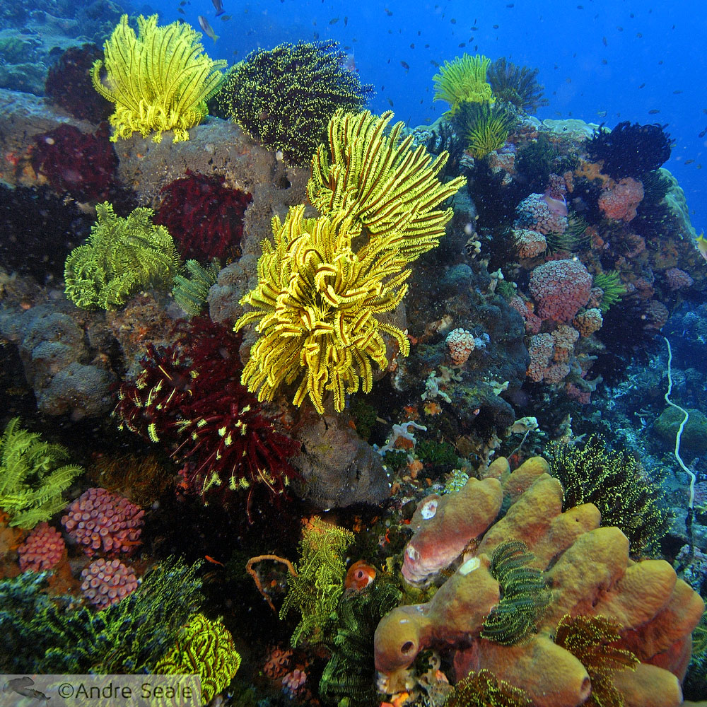 Ano Internacional dos Recifes de Corais