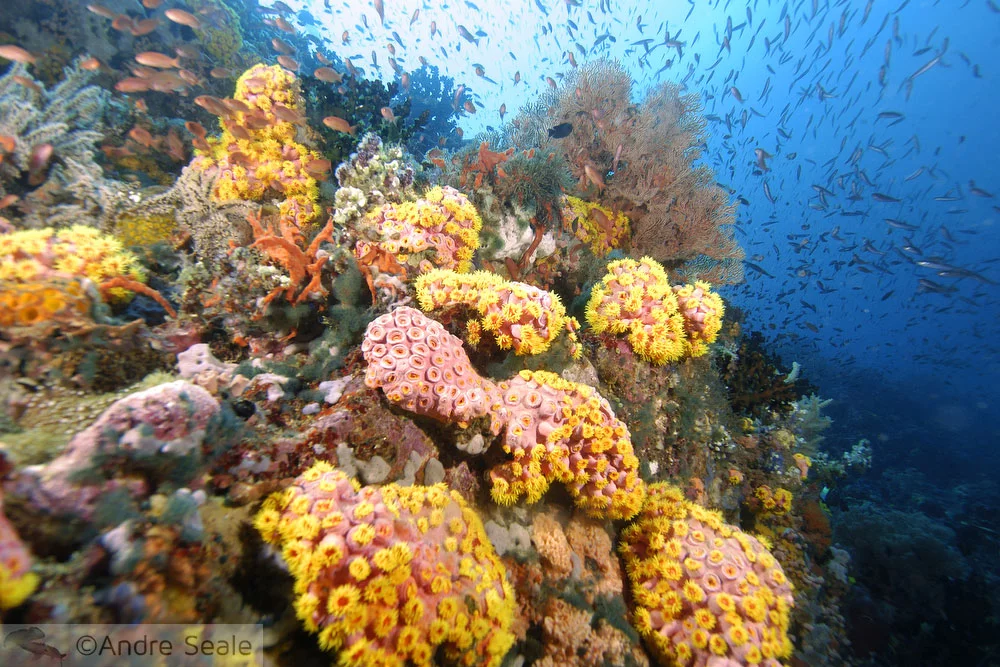 Página da Sexta Sub 2009