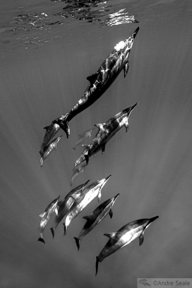 Treze golfinhos