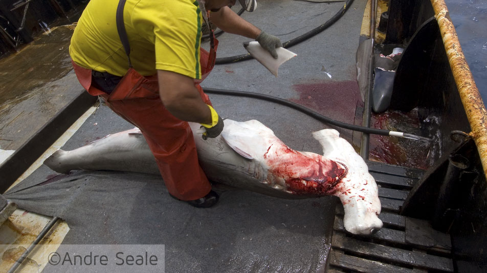 Carne de cação - tubarão-martelo