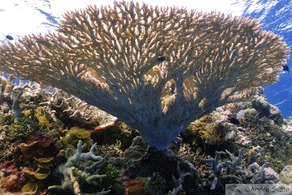 Minhas anotações sobre o Simpósio Internacional de Corais 2008