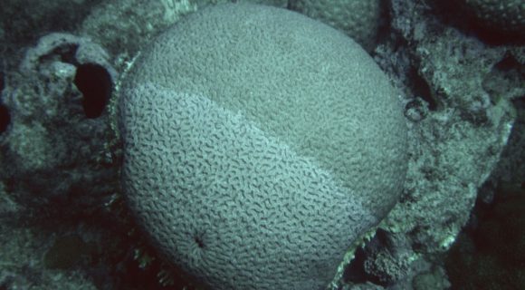 Sexta Sub: coral de Abrolhos