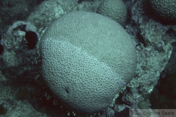 Coral de Abrolhos