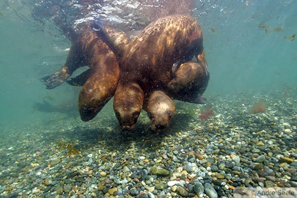 Leões marinhos nas bancas