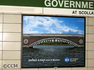 Duas dicas oceânicas luciamallísticas*