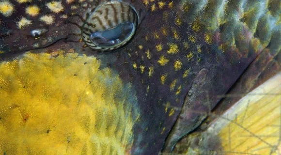 Sexta Sub: olhar cangulo