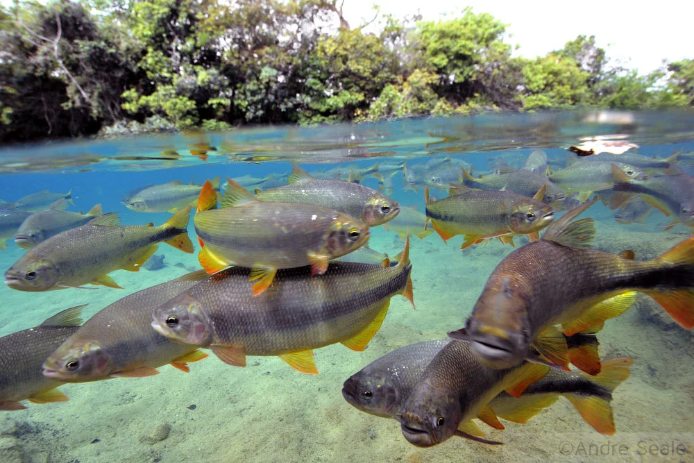 Peixes Piraputangas