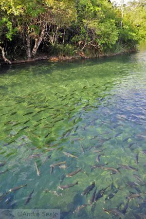 Piraputangas no Balneário Municipal de Bonito - MS