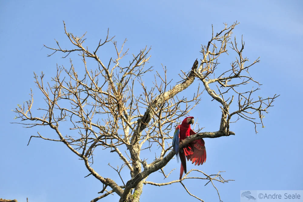 Arara vermelha - Bonito