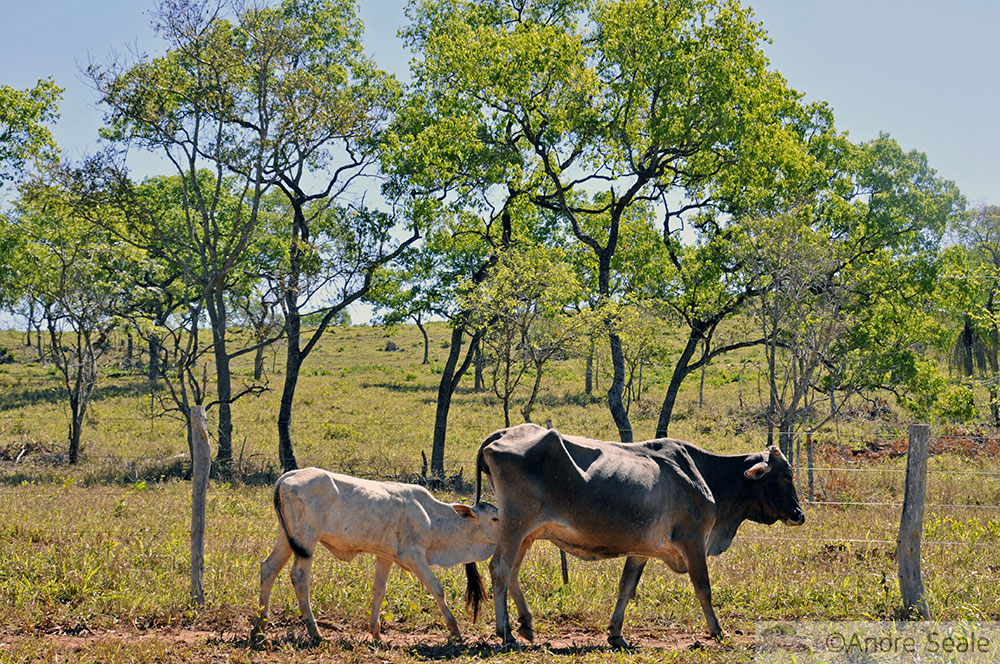 Vacas no Mato Grosso do Sul