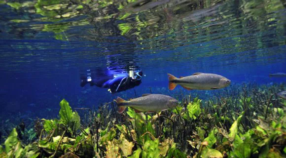 Misterioso azul do Aquário Natural