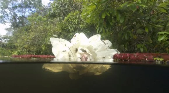 Sexta Sub: Flor de vitória-régia para o dia da Amazônia