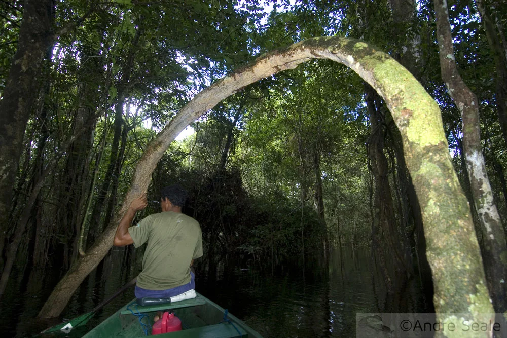De canoa na Amazônia inundada