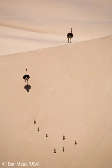 Wildlife Photographer of the Year 2008