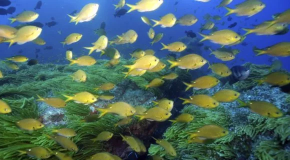 Brasil Sub na Sexta Sub