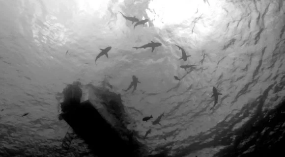 Sexta Sub: cercado por tubarões