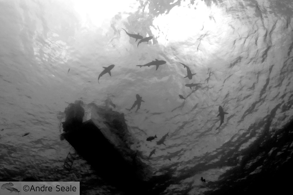 Tubarões - Truk Lagoon - Chuuk