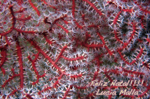 Coral de Natal