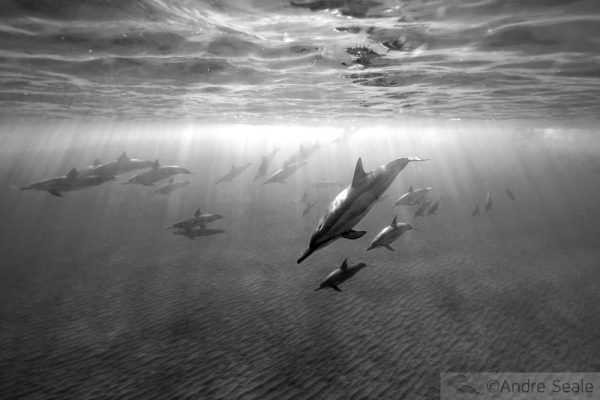 Chuva de golfinhos - Asferico 2009 ©Andre Seale