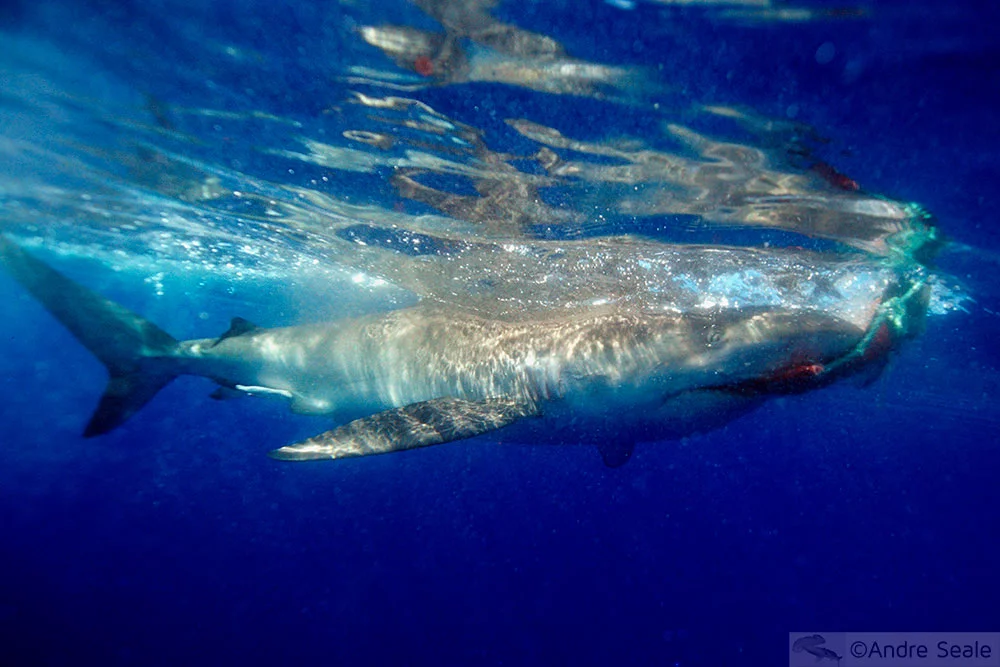 Desafio Malla - como controlar um tubarão?