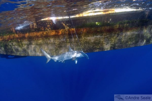 Our World Underwater 2009