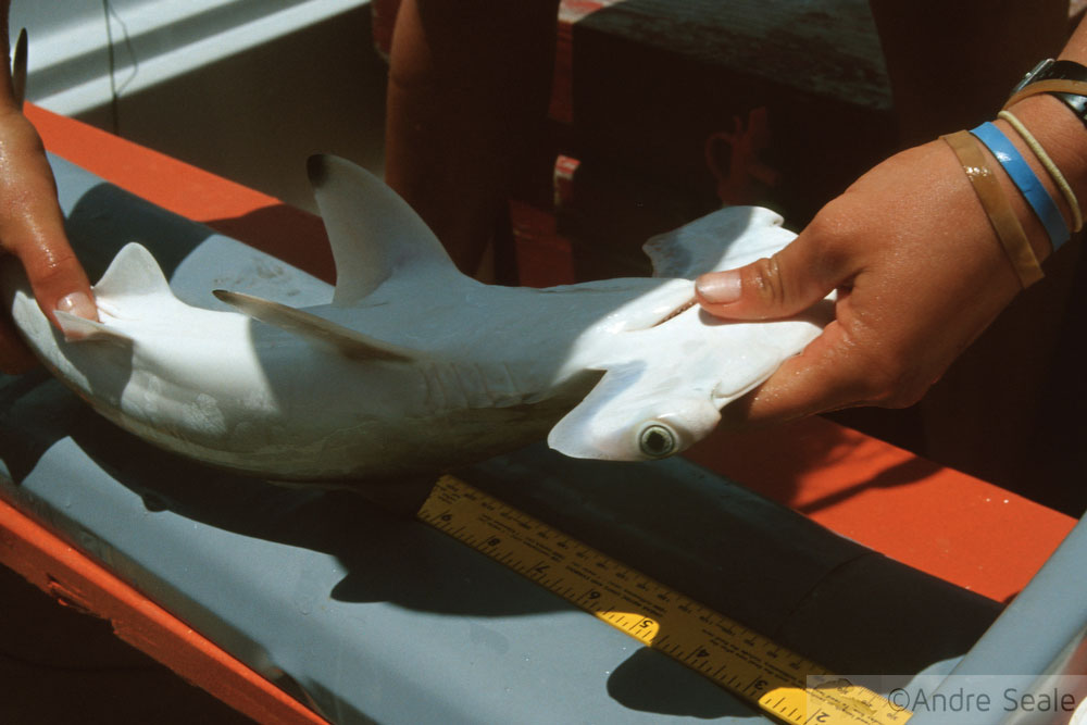 Medição de um filhote de tubarão-martelo