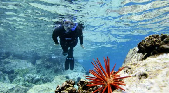 Sexta Sub: Ouriço-lápis-vermelho