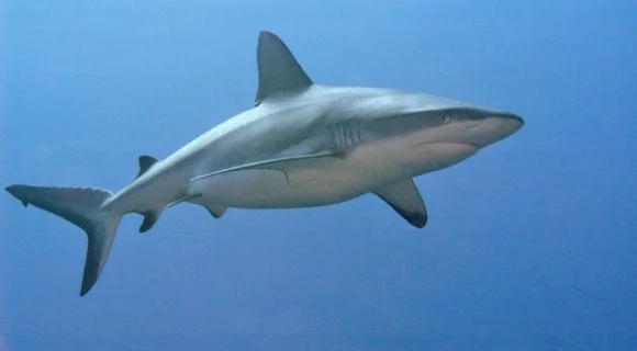 Sexta Sub: tubarões de Palau sob ameaça