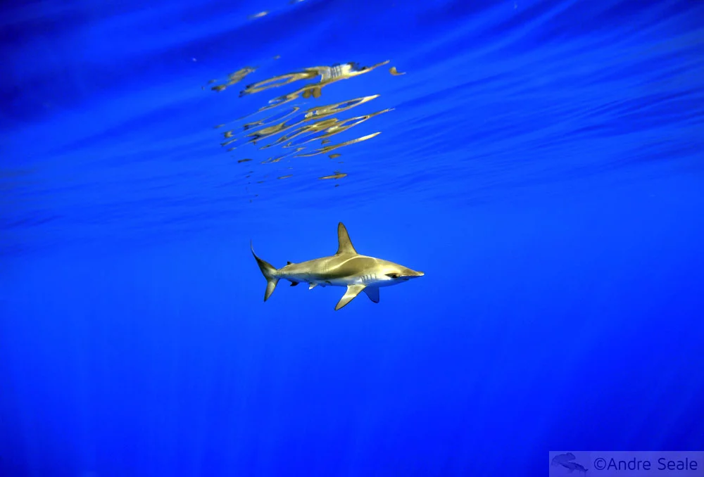 Tubarão-martelo - mergulho no mar de Kailua-Kona - Big Island