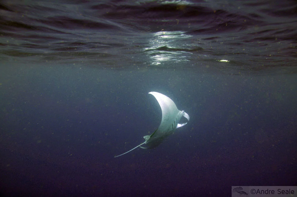 Arraia jamanta - mergulho no mar de Kailua-Kona