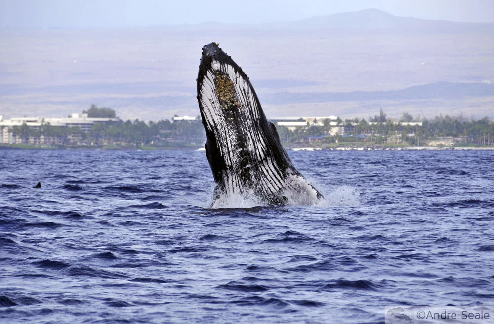 No Mar de Kailua-Kona - baleia jubarte - Havaí