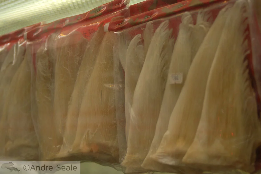 Barbatanas de tubarão à venda - Hong Kong