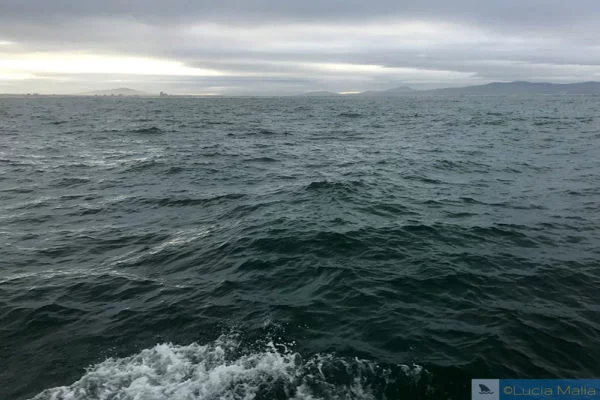 Divagações sobre a pirataria