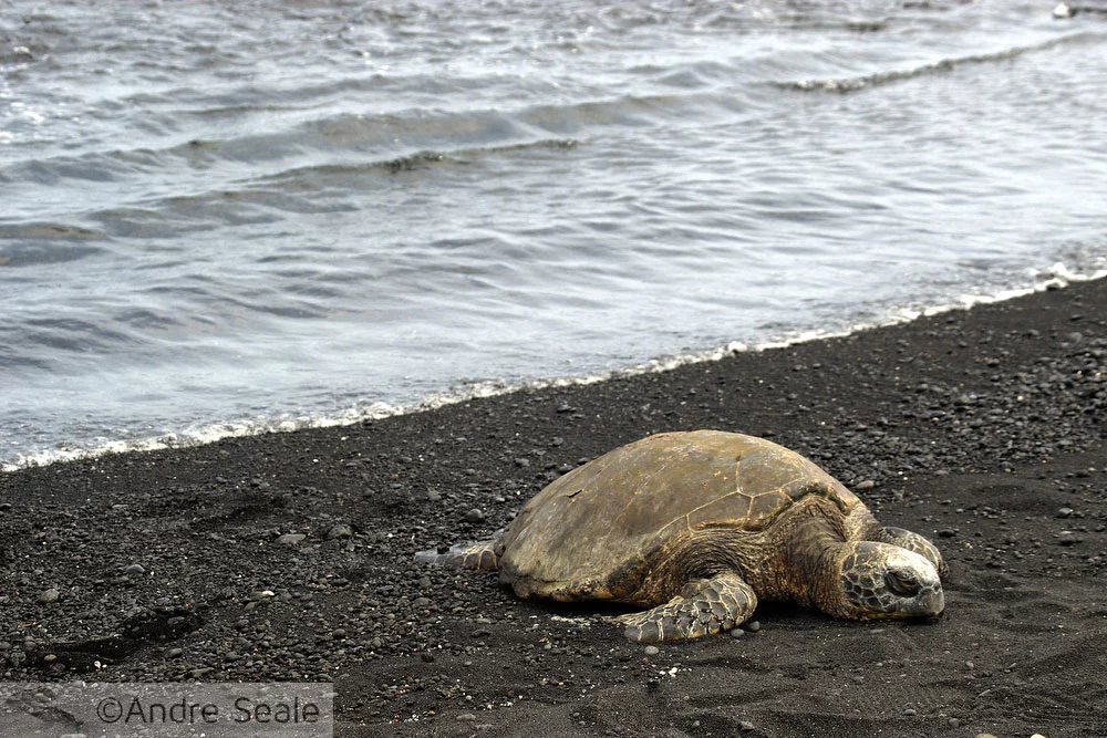 Tartaruga na praia