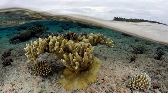 Uma carta sobre a acidificação dos oceanos