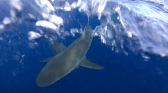 Sexta Sub: defendendo os tubarões