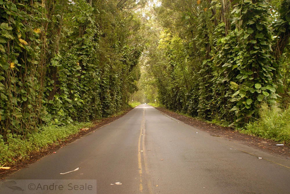 Túnel de árvores - Kauai - Havaí