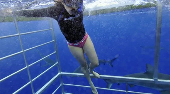 Sexta Sub: mergulho na gaiola para ver tubarões no Havaí