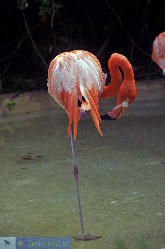 Flamingo - México