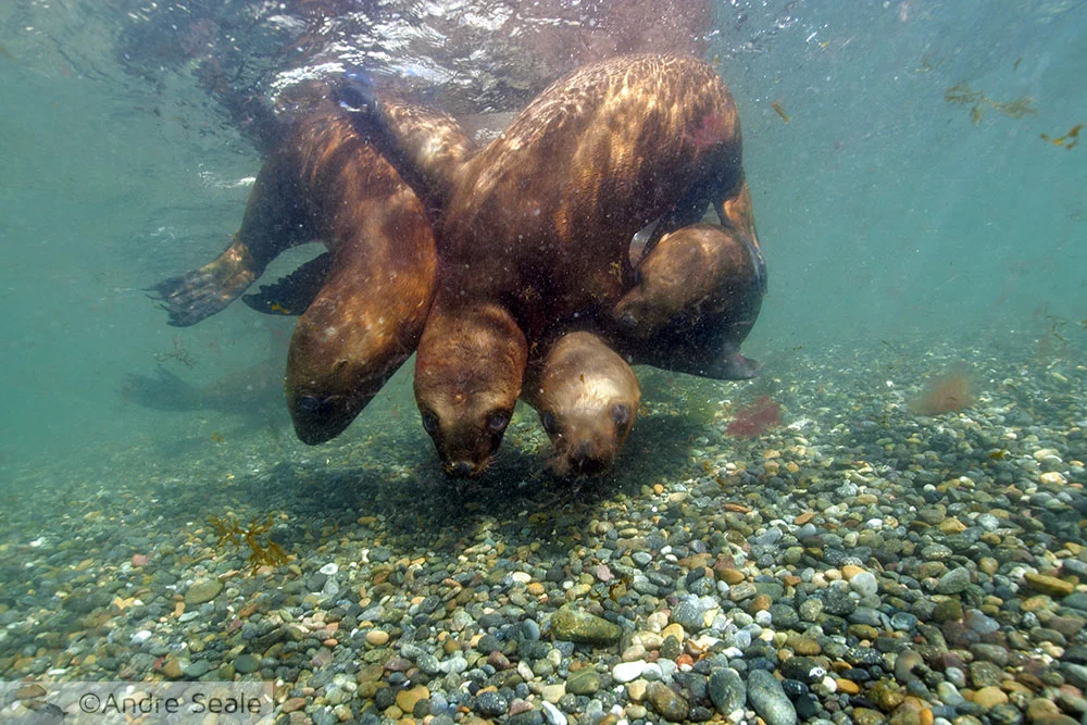Leões marinhos do sul